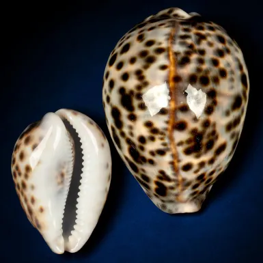 Cypraea Tigris – Colorazione Speciale