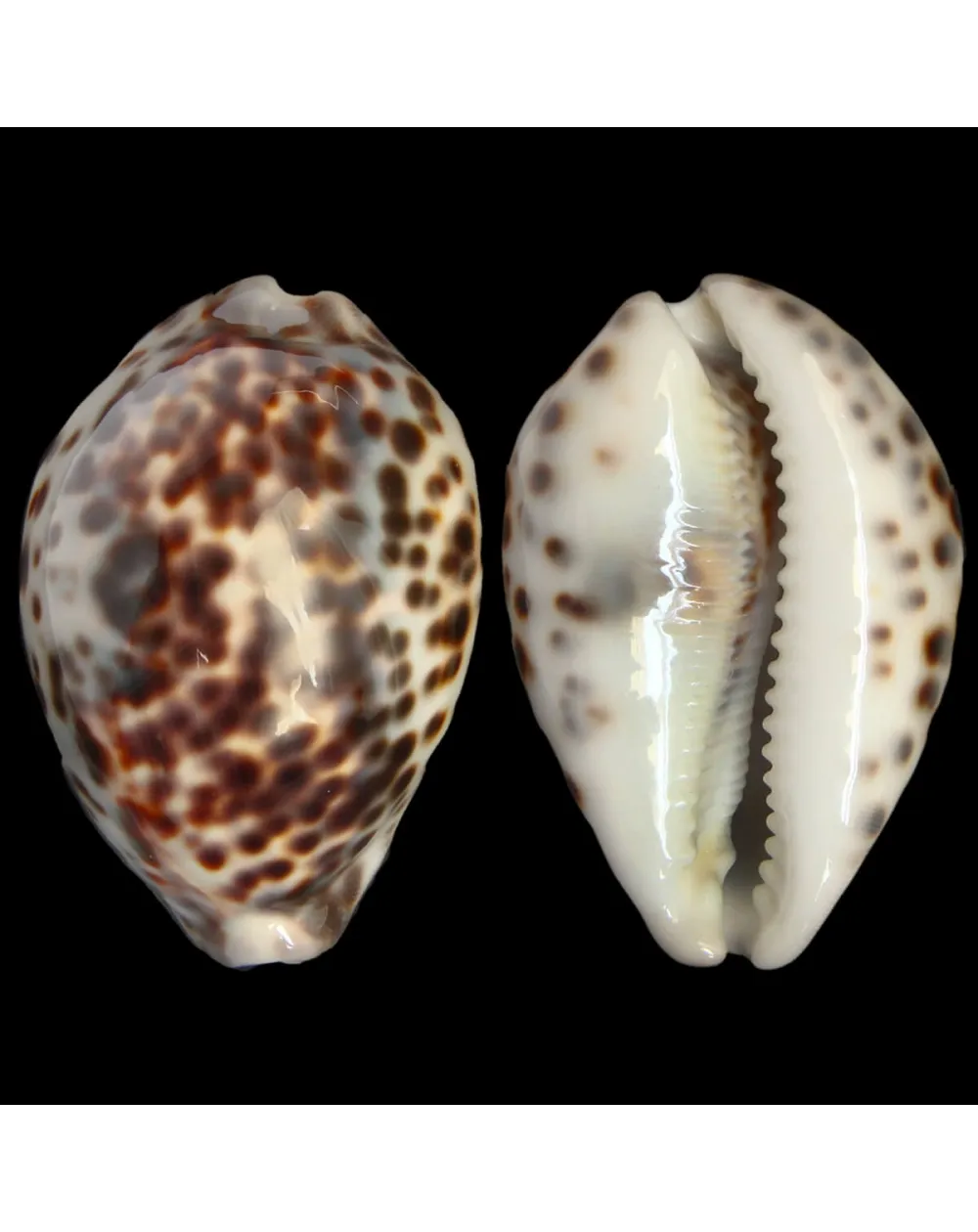 Cypraea Tigris "Blue"