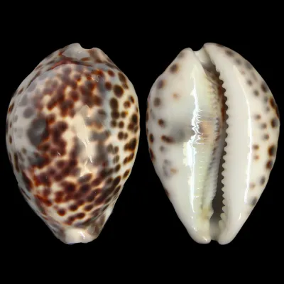Cypraea Tigris "Blue"