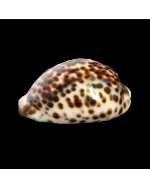 Cypraea Tigris "Blue"