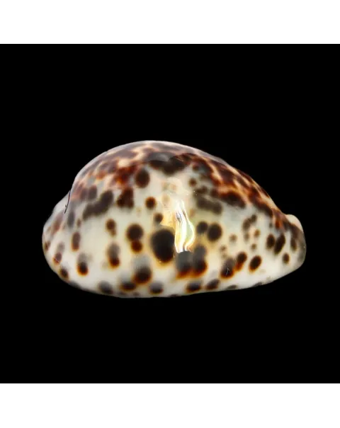 Cypraea Tigris "Blue"