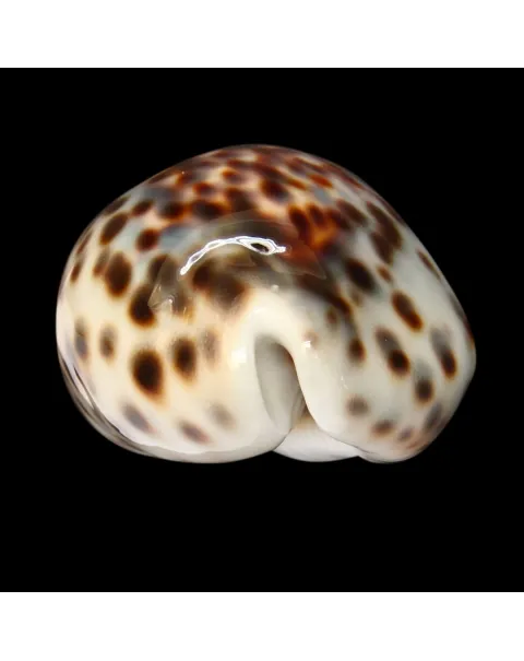Cypraea Tigris "Blue"