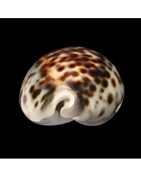 Cypraea Tigris "Blue"