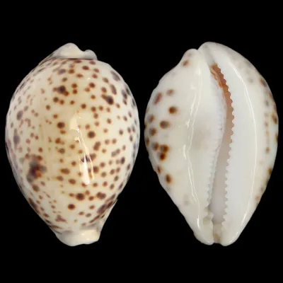 Cypraea Tigris "White Base"
