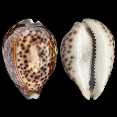 Cypraea Tigris "Special Color Pink-Violet"