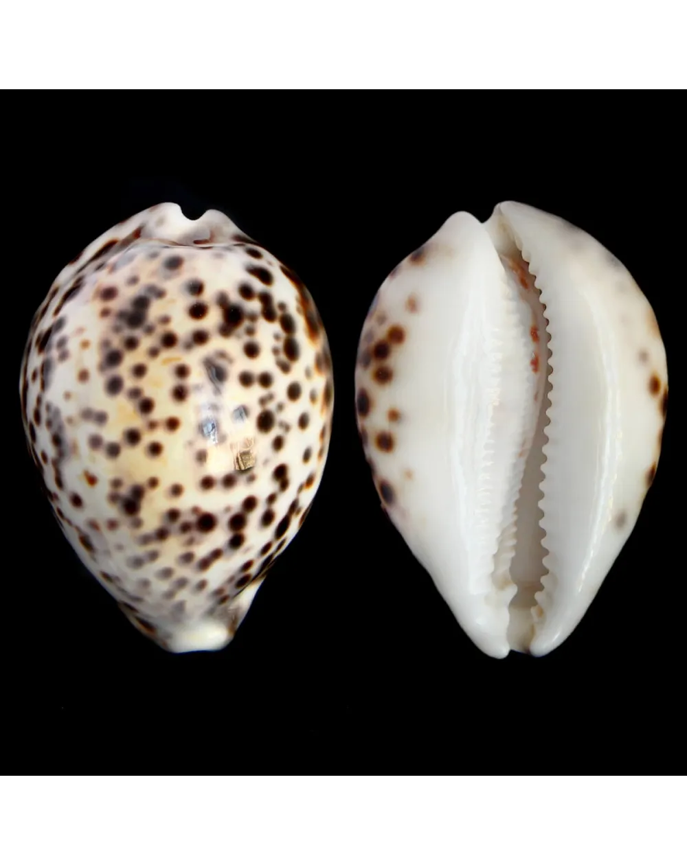 Cypraea Tigris 