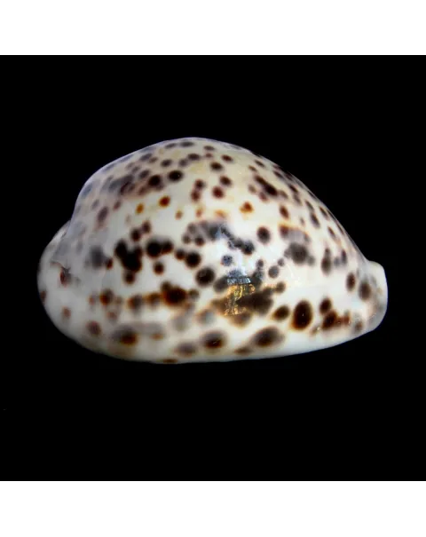 Cypraea Tigris 
