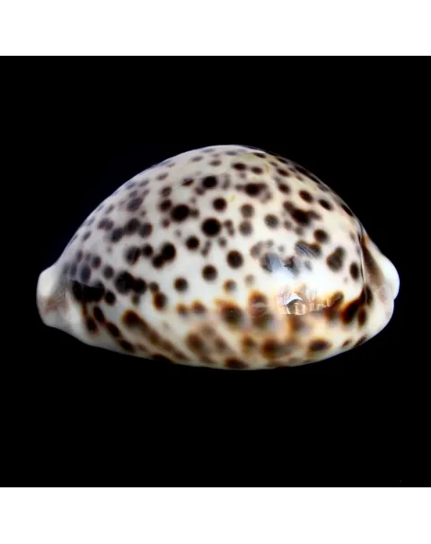 Cypraea Tigris 