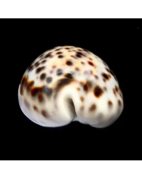 Cypraea Tigris 