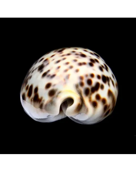 Cypraea Tigris 