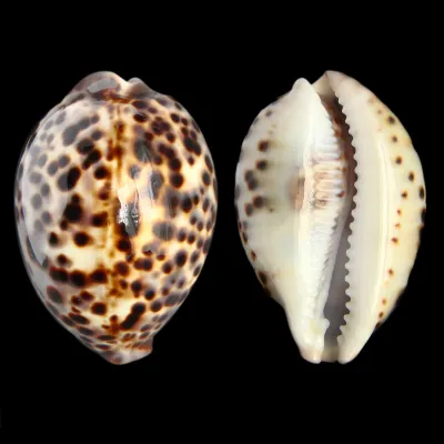 Cypraea Tigris 