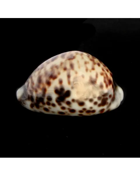 Cypraea Tigris "heavy"