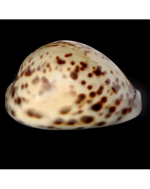 Cypraea Tigris 