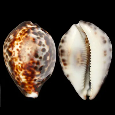 Cypraea Tigris 