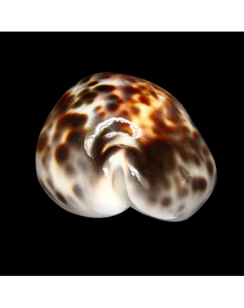 Cypraea Tigris 
