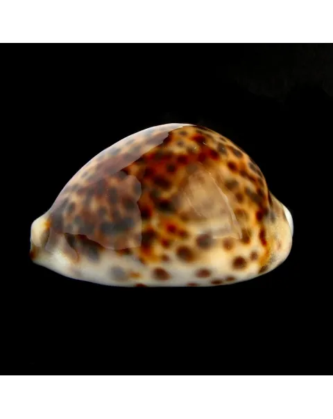 Cypraea Tigris 