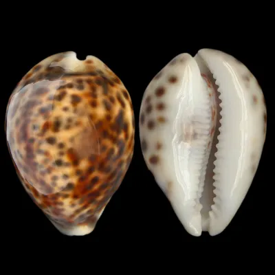 Cypraea Tigris 