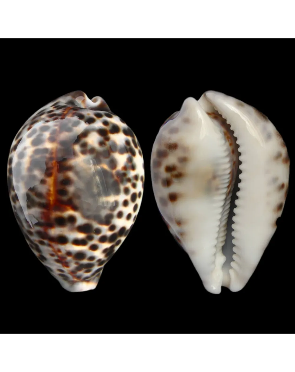 Cypraea Tigris 