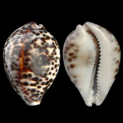 Cypraea Tigris 