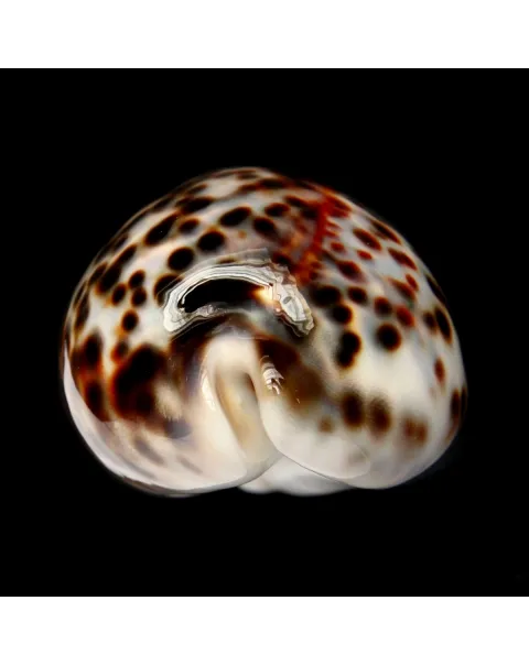 Cypraea Tigris 
