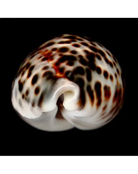 Cypraea Tigris 