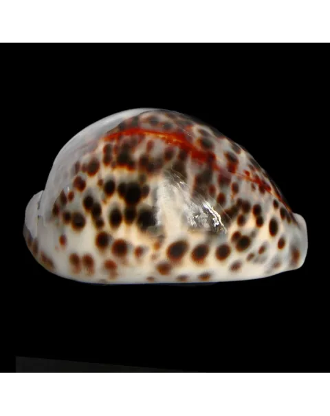 Cypraea Tigris 