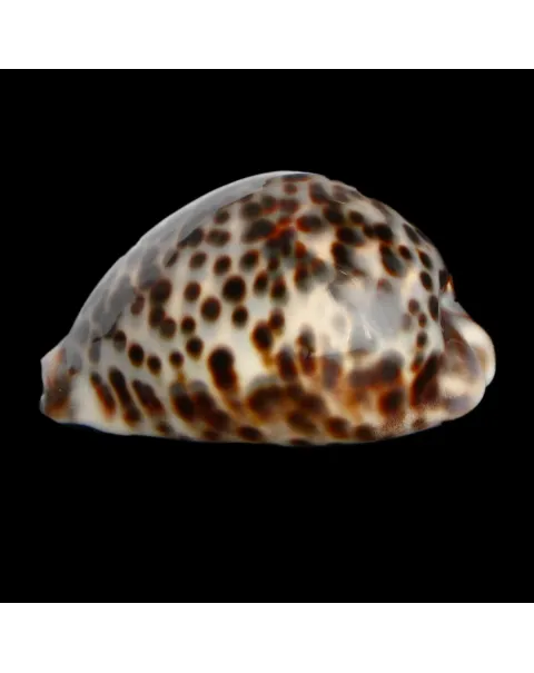 Cypraea Tigris 