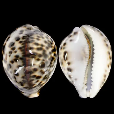 Cypraea Tigris