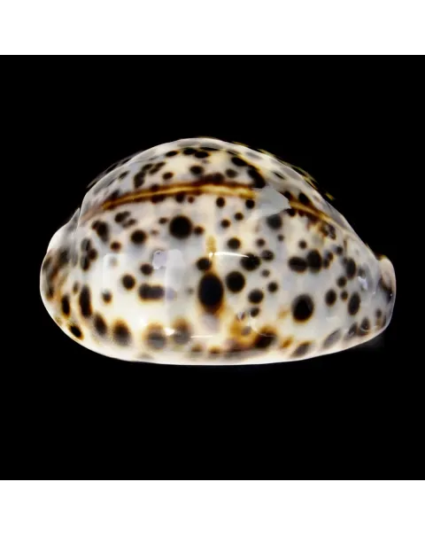 Cypraea Tigris