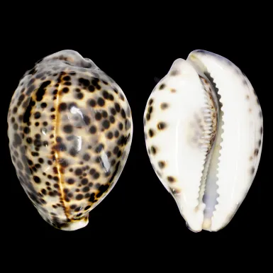 Cypraea Tigris