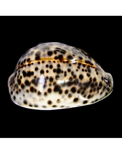 Cypraea Tigris