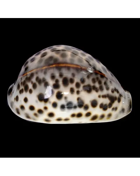 Cypraea Tigris