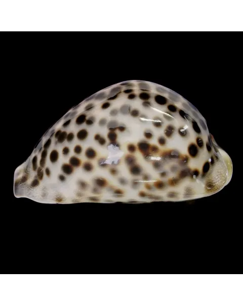 Cypraea Tigris