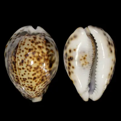 Cypraea Tigris