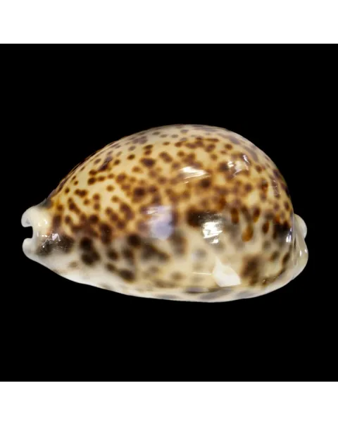 Cypraea Tigris