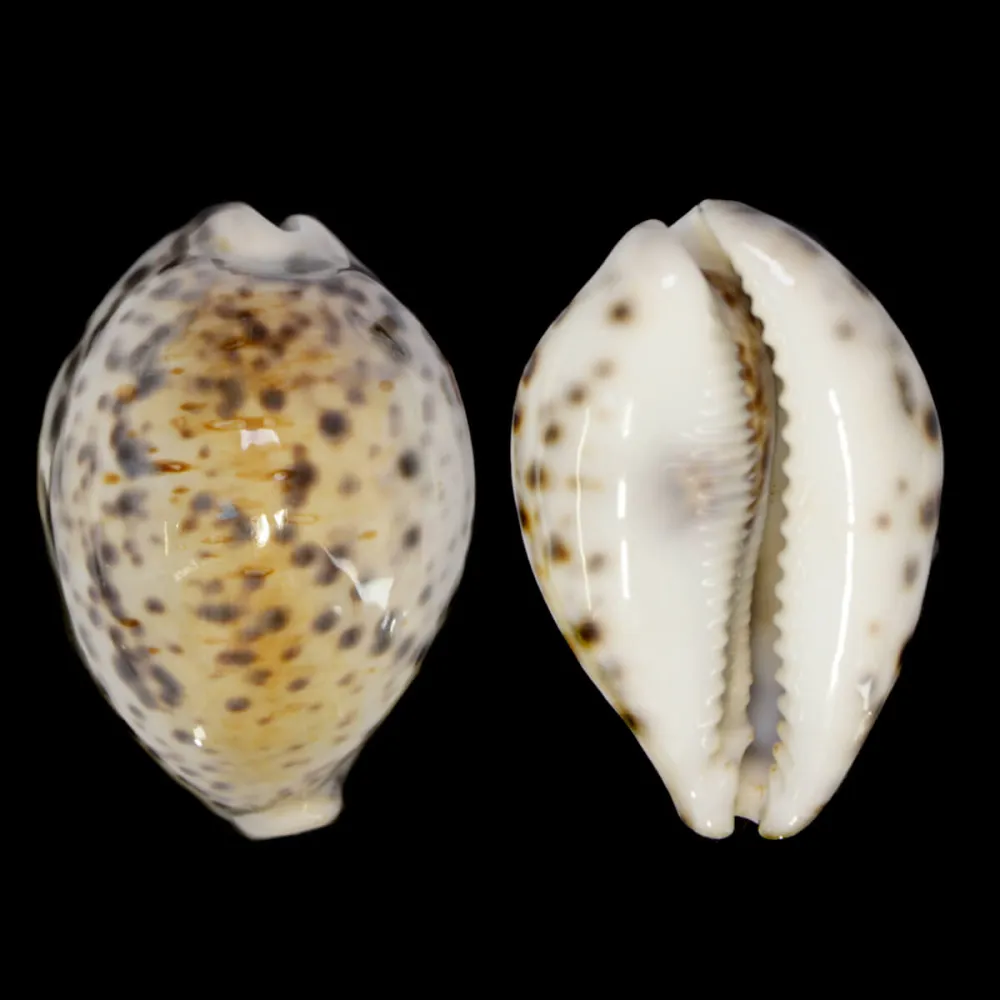 Cypraea Tigris