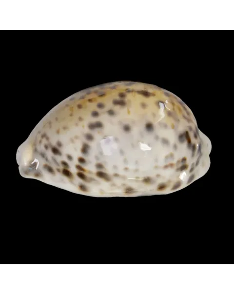 Cypraea Tigris