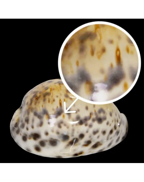 Cypraea Tigris