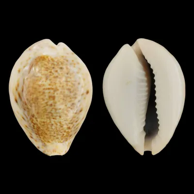 Cypraea Turdus Winkworthi
