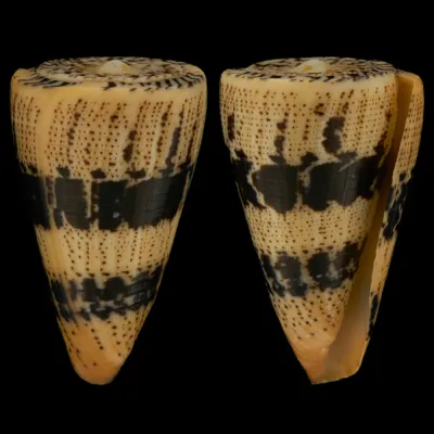 Conus Augur