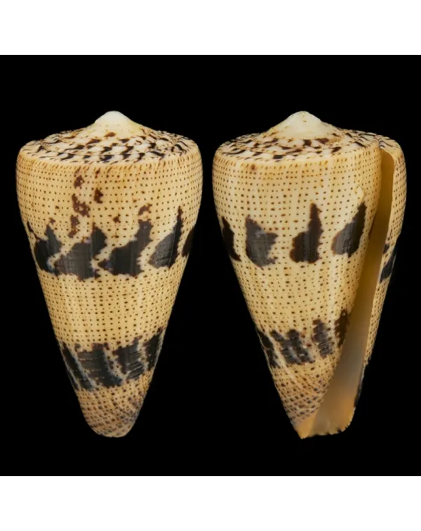 Conus Augur