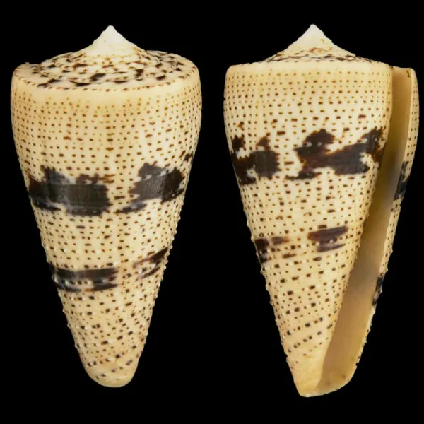 Conus Augur
