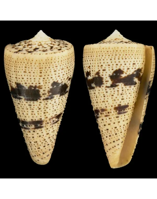 Conus Augur