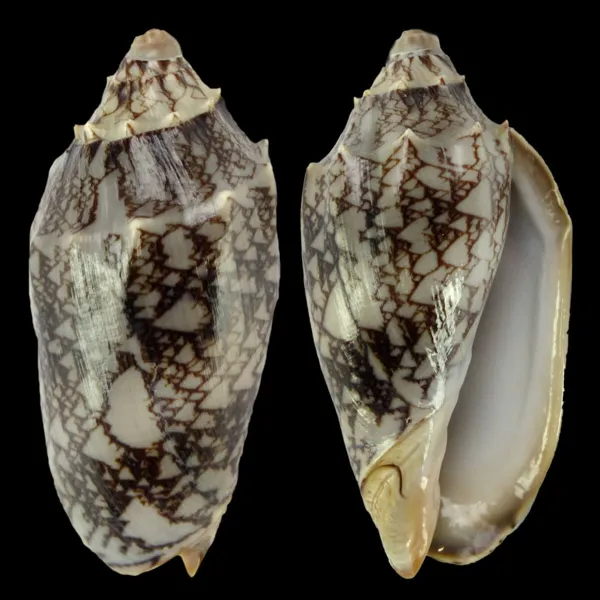 Cymbiola Vespertilio