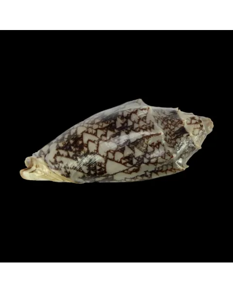 Cymbiola Vespertilio