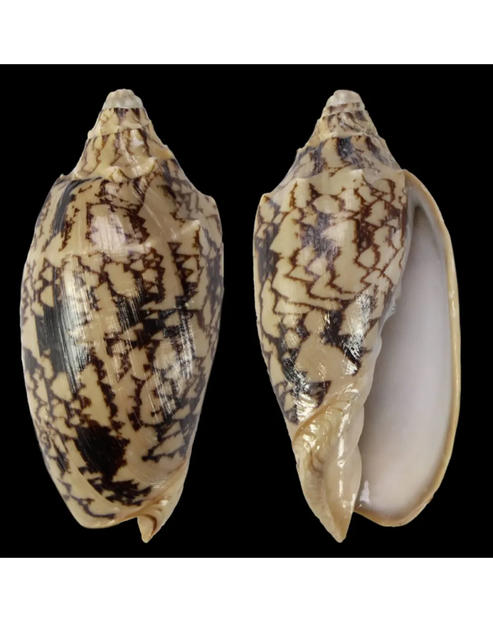 Cymbiola Vespertilio