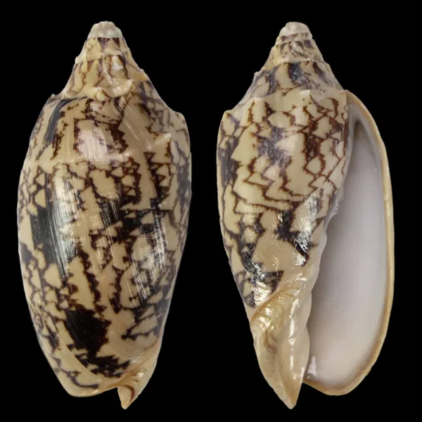 Cymbiola Vespertilio
