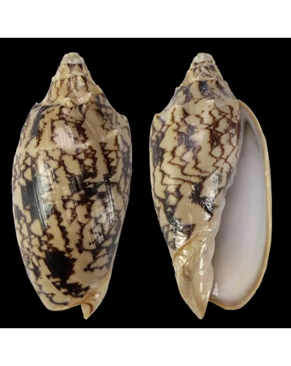 Cymbiola Vespertilio
