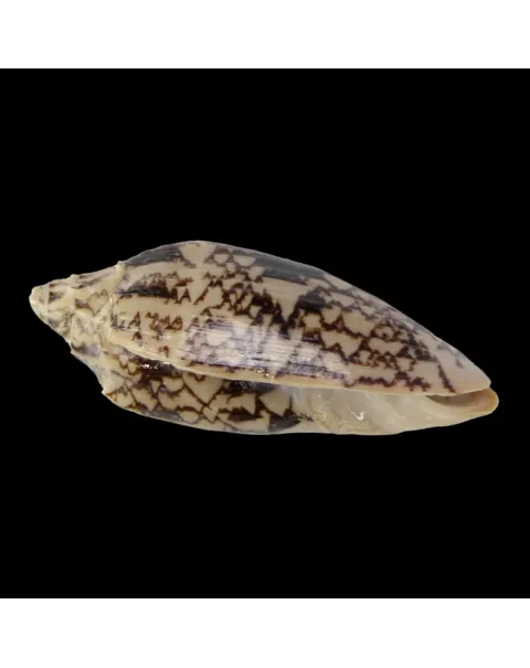 Cymbiola Vespertilio