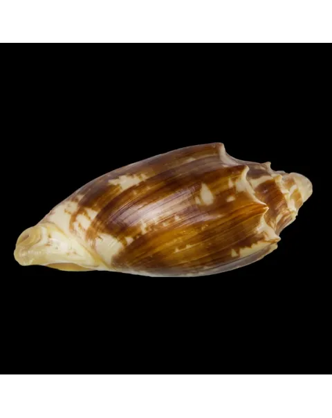 Cymbiola Vespertilio